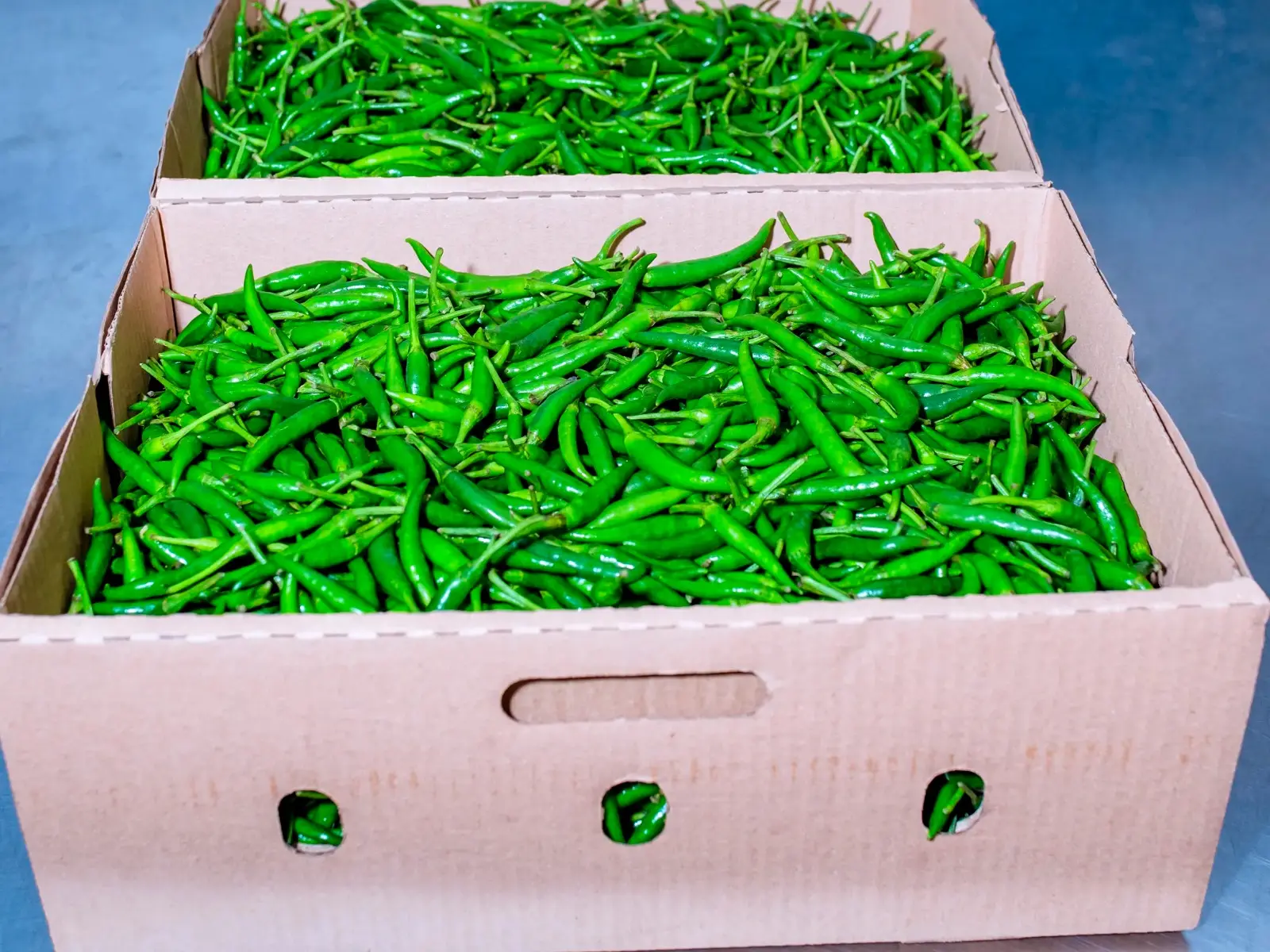 Green bird's eye chillies packed in export boxes
