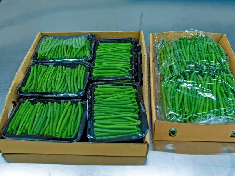 Fresh hand-picked French beans in a harvest crate