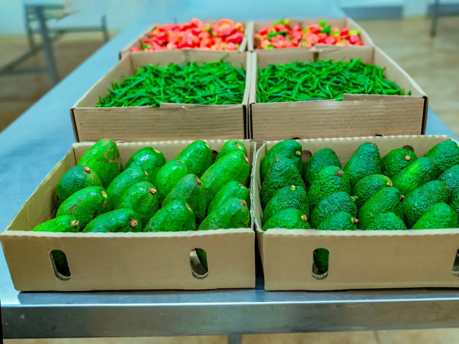 Avocados and chillies graded into export cartons