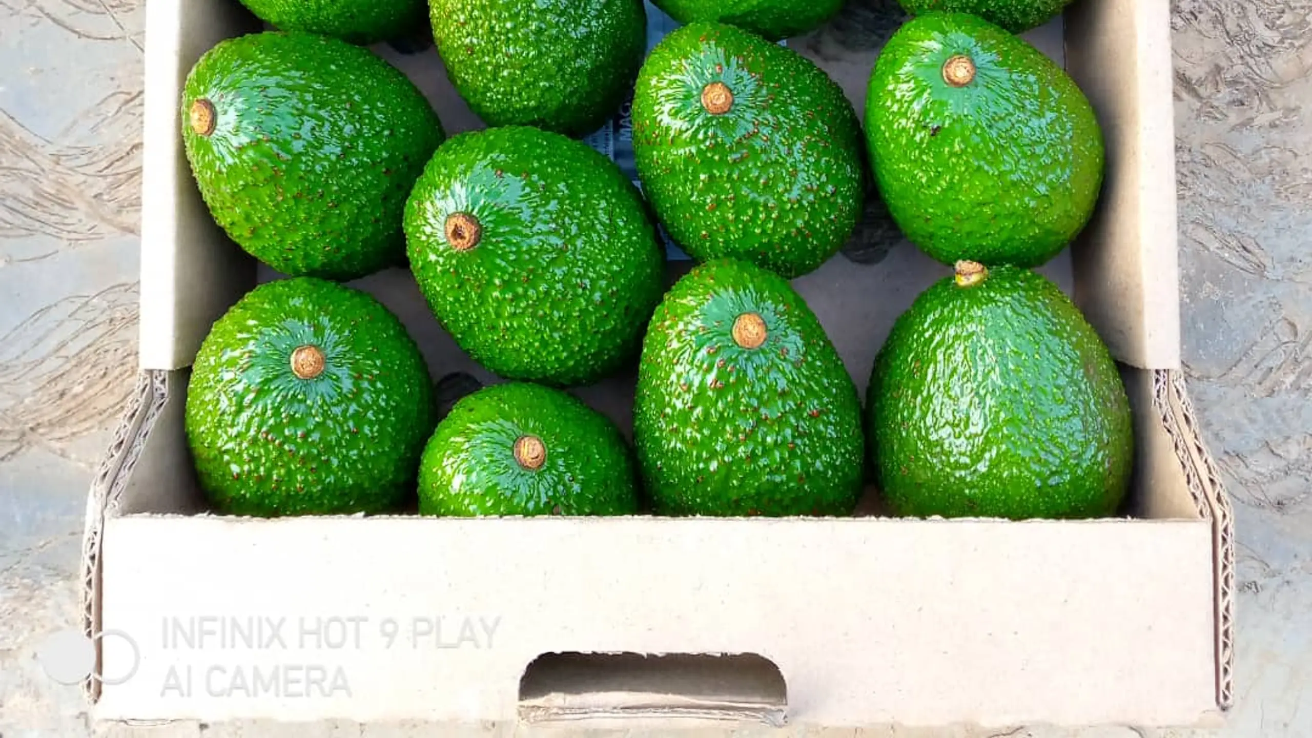 Freshly packed Hass and Fuerte avocados in export cartons