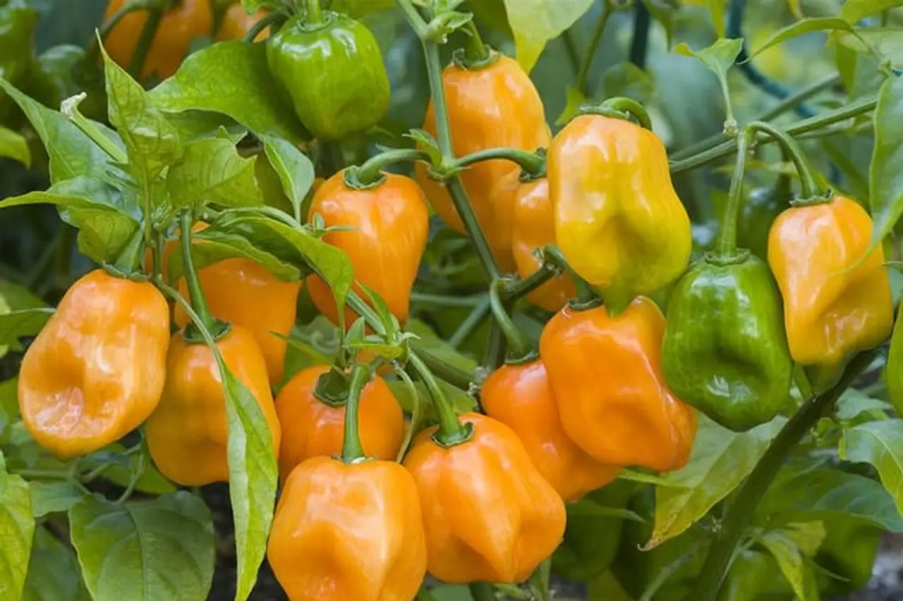 Habanero Chillies