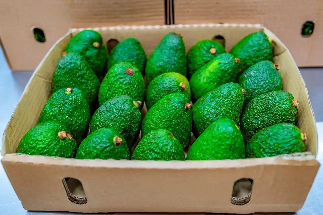 Hass & Fuerte Avocado